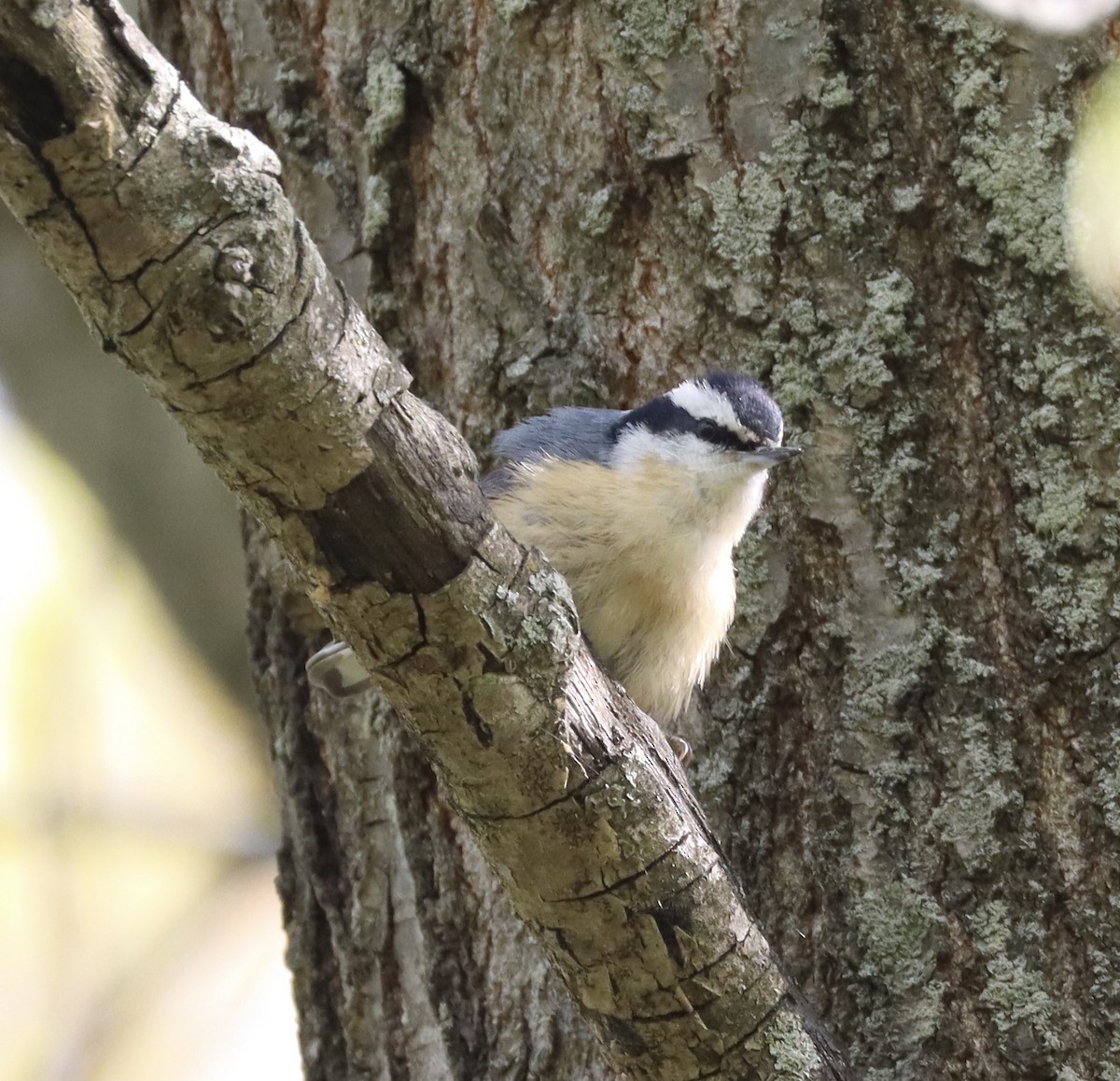 Red-breasted Nuthatch - Mark Ross