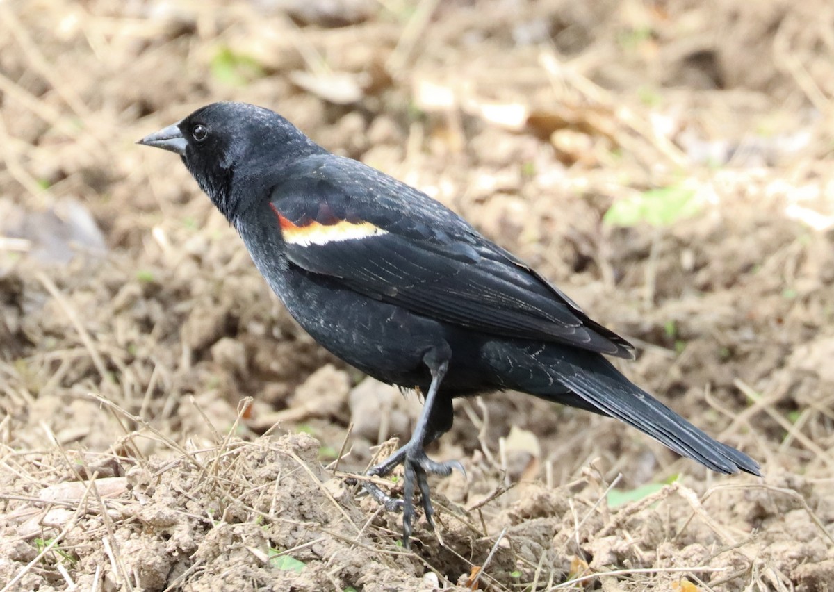 Red-winged Blackbird - ML329722861