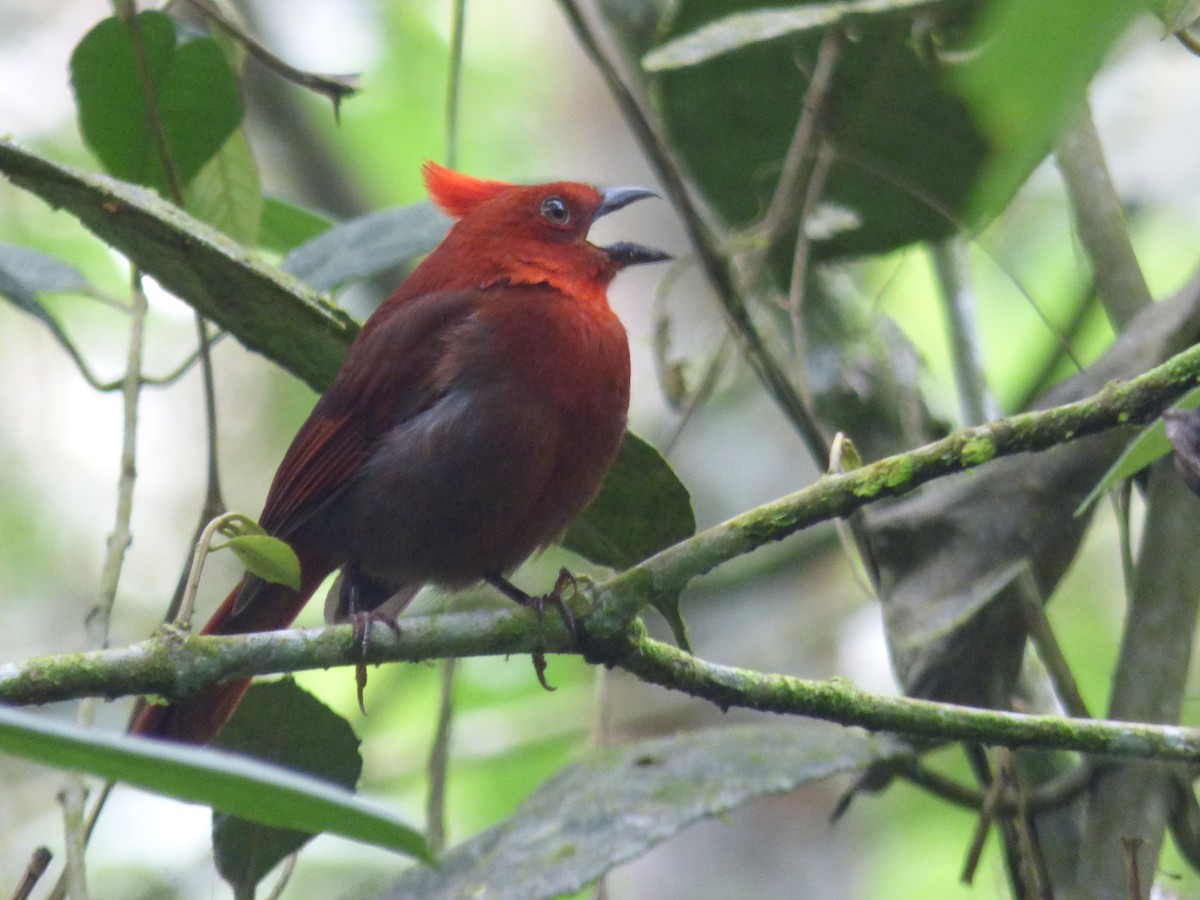 Crested Ant-Tanager - SERGIO Lozano