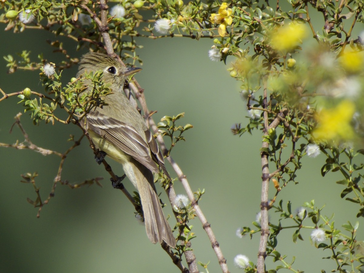 Western Flycatcher (Pacific-slope) - ML329728191