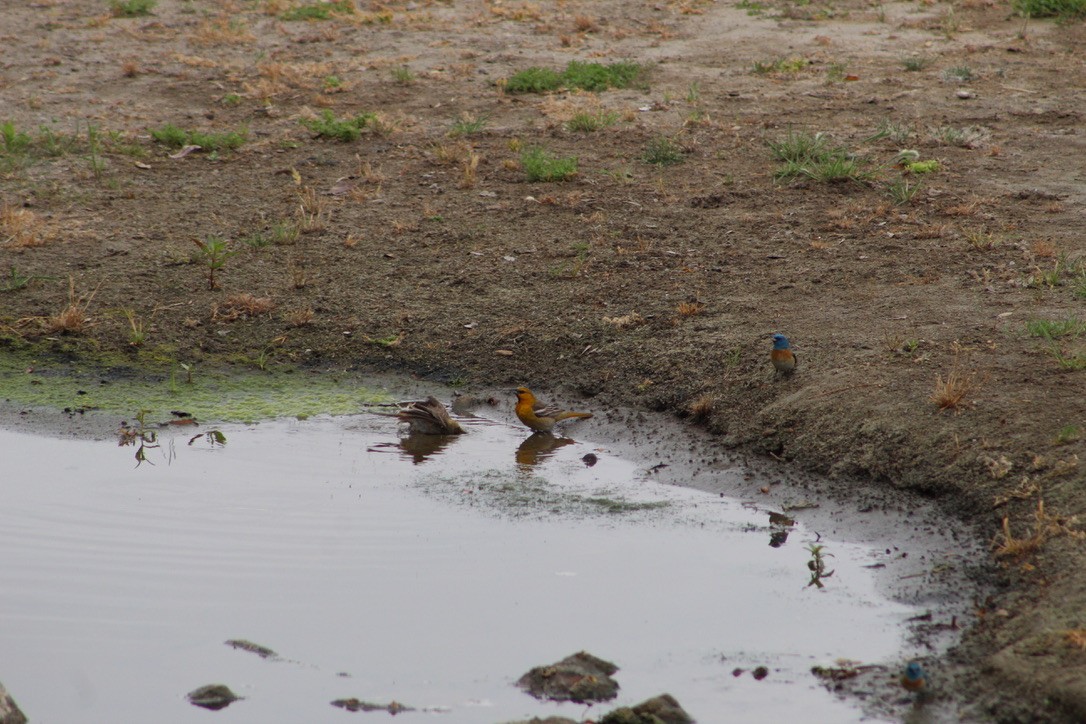 Oriole de Bullock - ML329728631