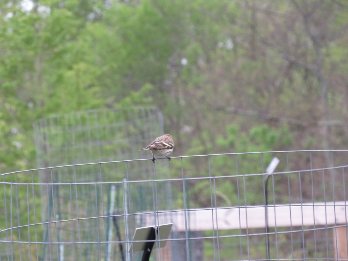 Pine Siskin - ML329729241