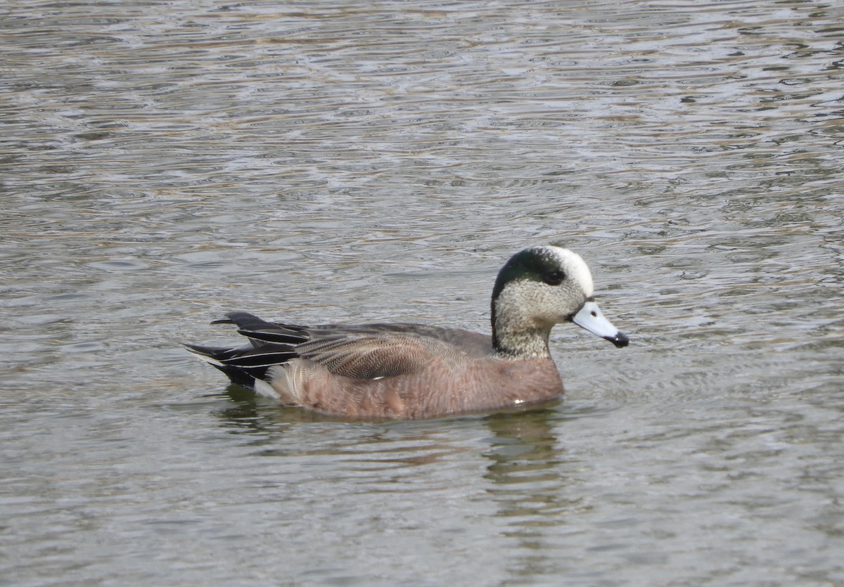 American Wigeon - ML329730781