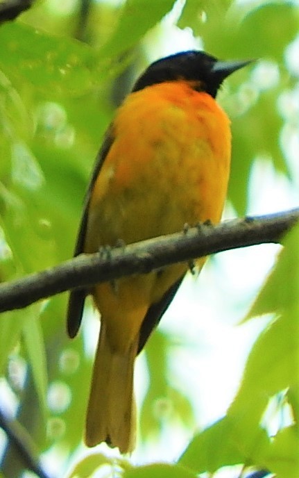 Baltimore Oriole - ML329731041