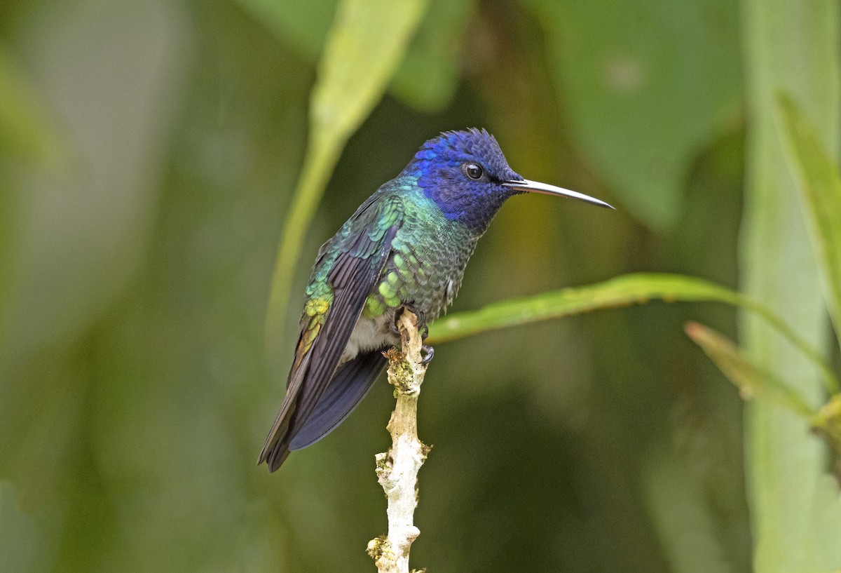 Golden-tailed Sapphire - Jose Illanes