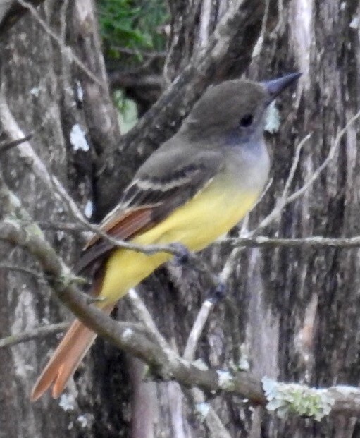 Great Crested Flycatcher - ML32973201