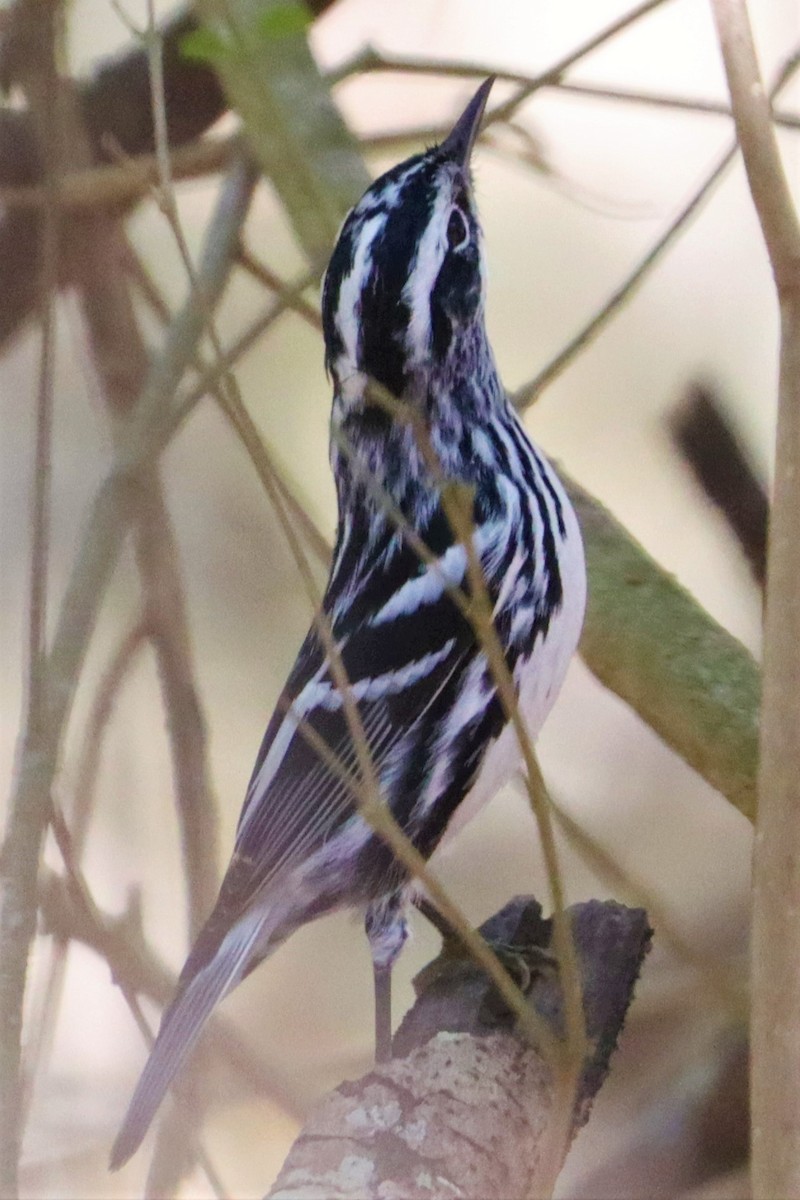 Black-and-white Warbler - ML329734451