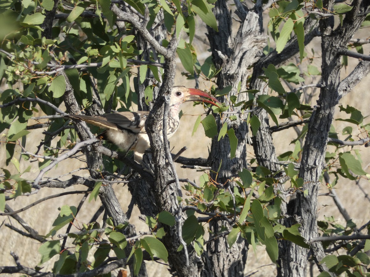 Damara Red-billed Hornbill - ML329735971