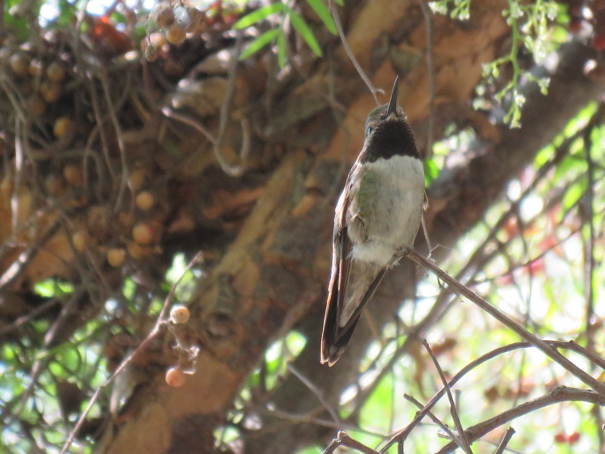 Broad-tailed Hummingbird - David Evans