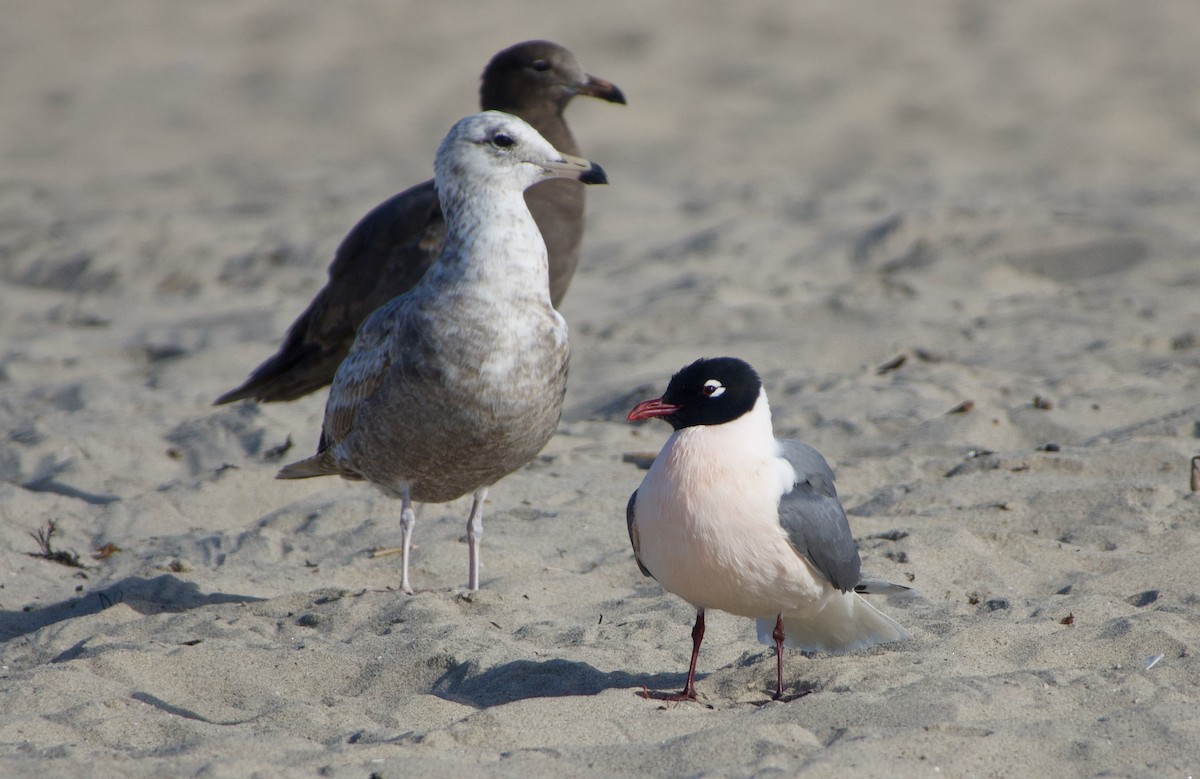 Franklin's Gull - ML329736271