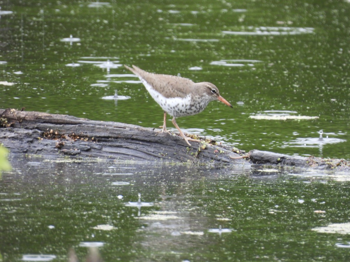 pisík americký - ML329736601