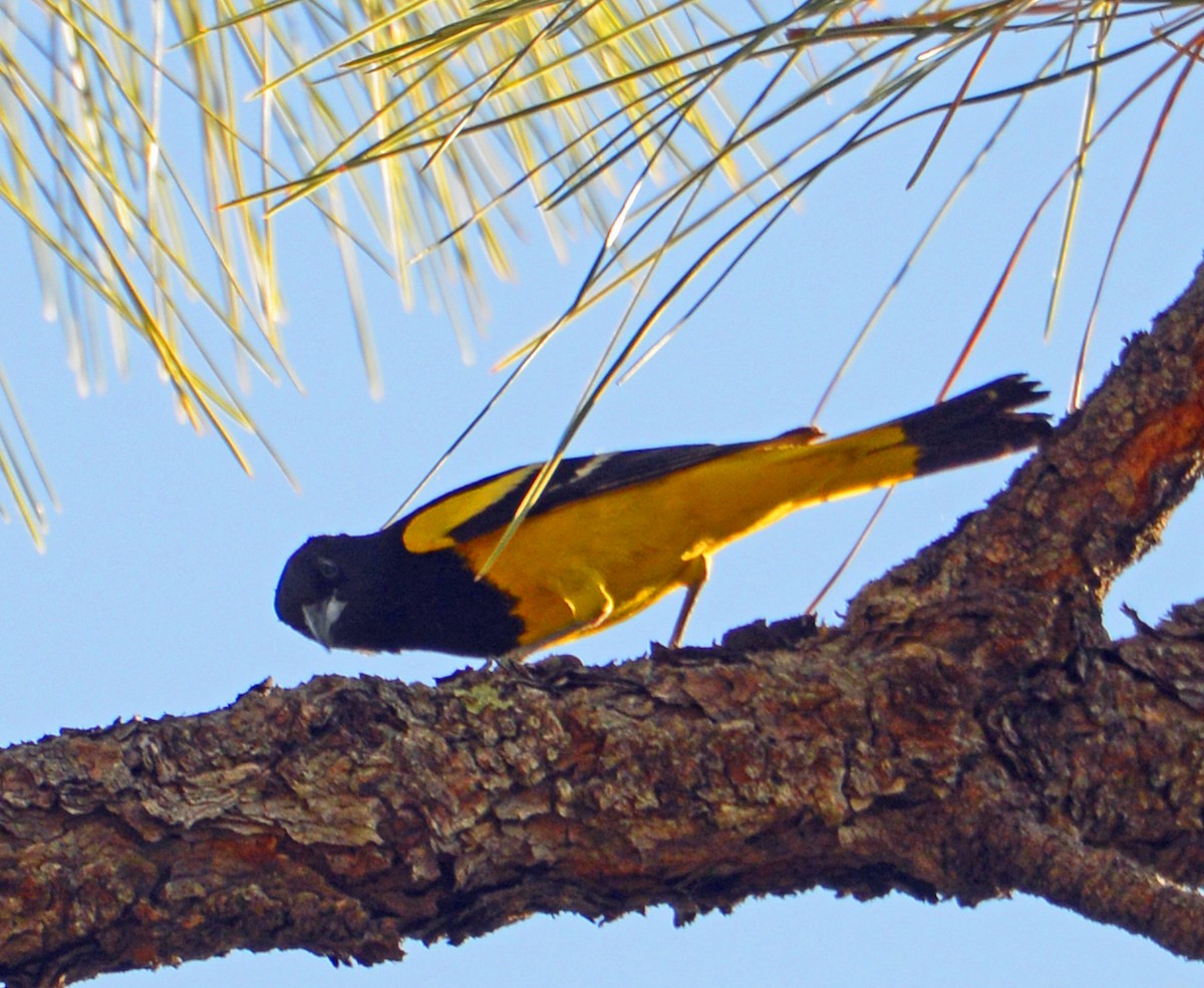 Scott's Oriole - ML329736861