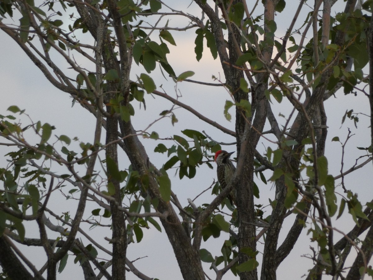 Cardinal Woodpecker - ML329737031