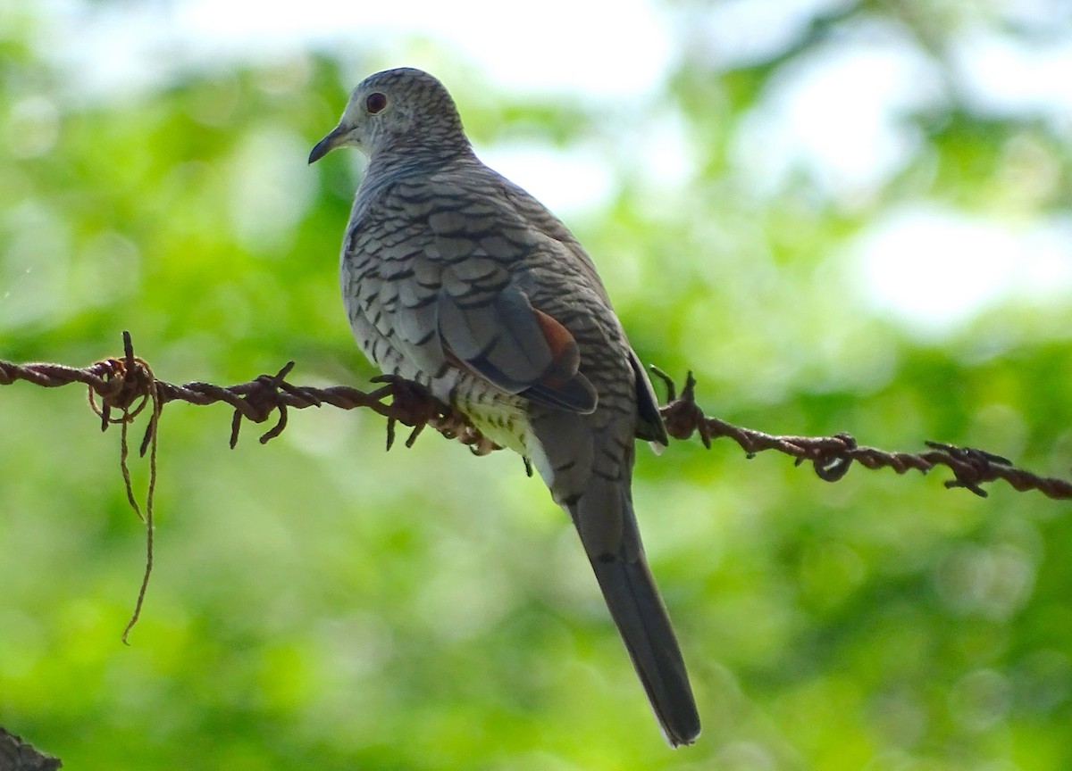 Inca Dove - ML32973821