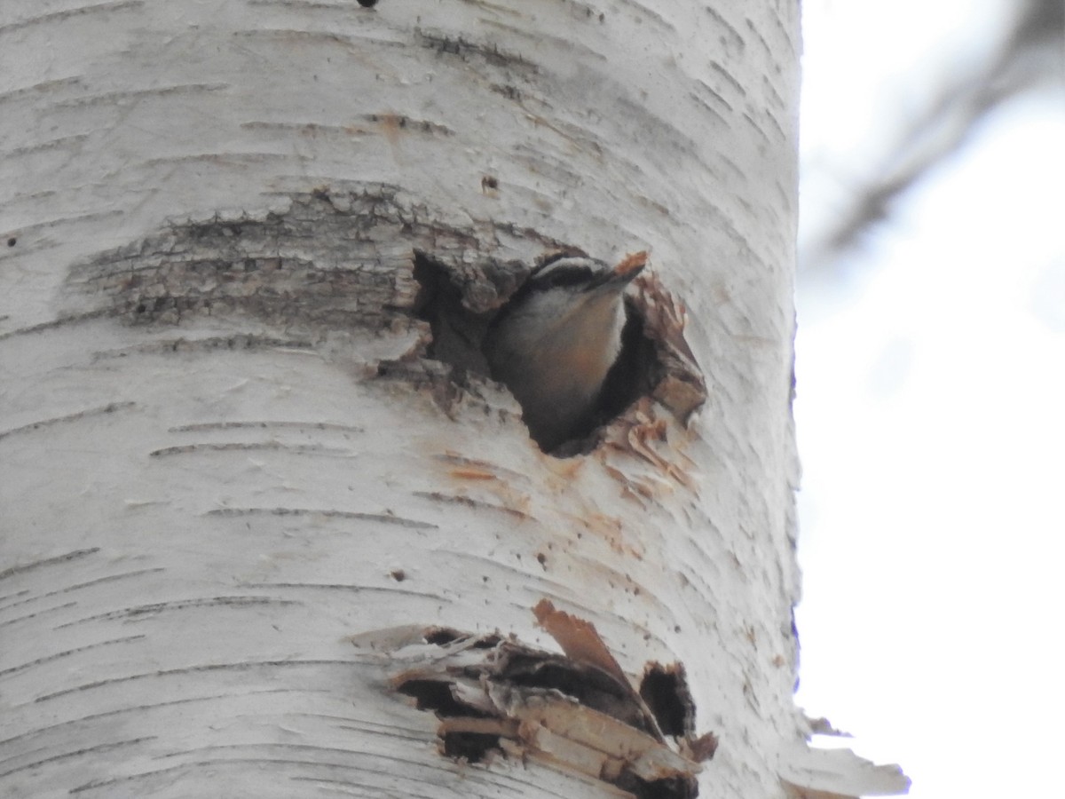 Red-breasted Nuthatch - ML329740961