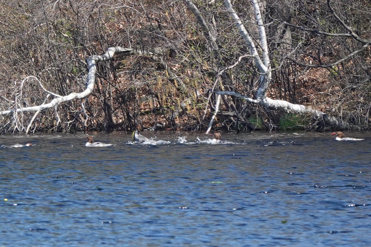 Common Merganser (North American) - ML329741891