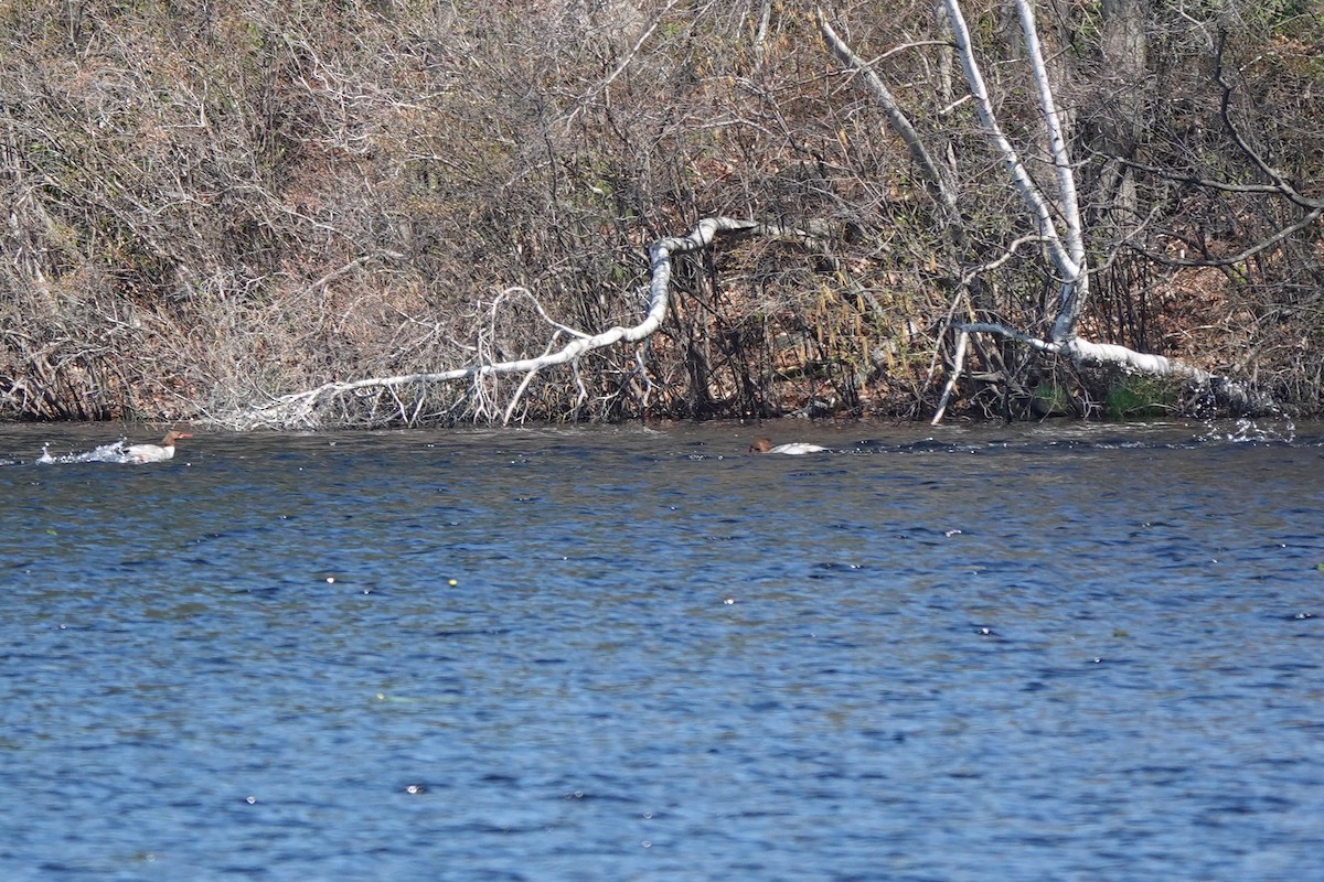 Common Merganser (North American) - ML329741911