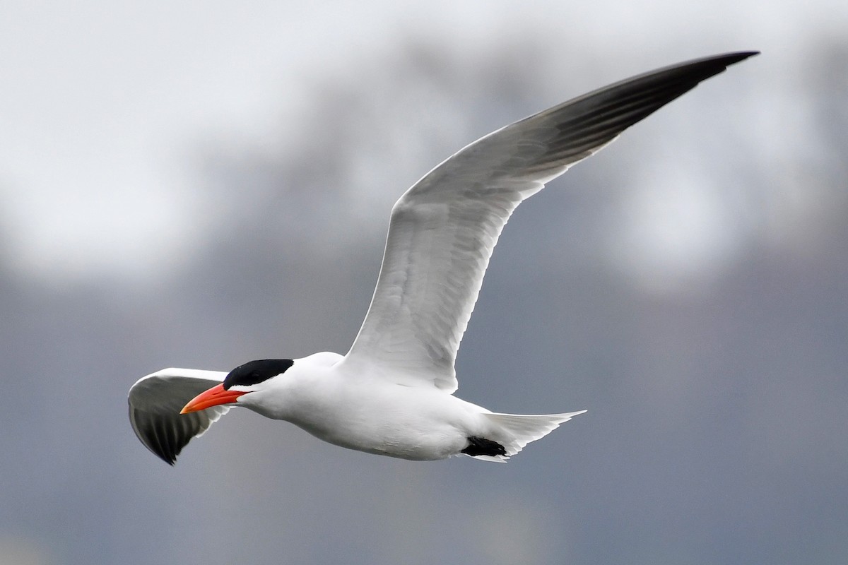 Caspian Tern - ML329743181