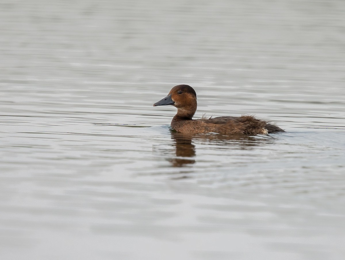 Ferruginous Duck - ML329743681