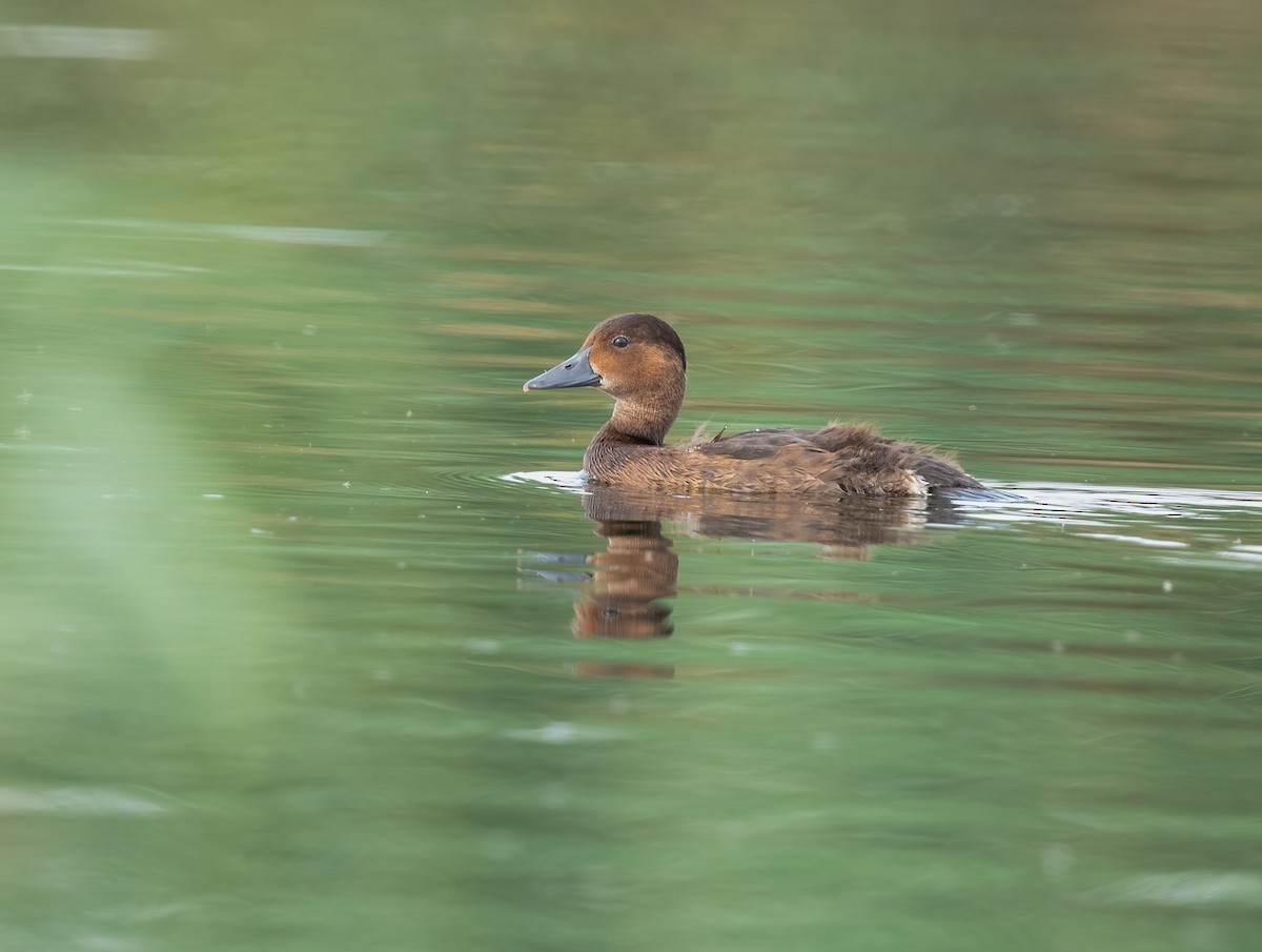 Ferruginous Duck - Abdulrahman Al-Sirhan