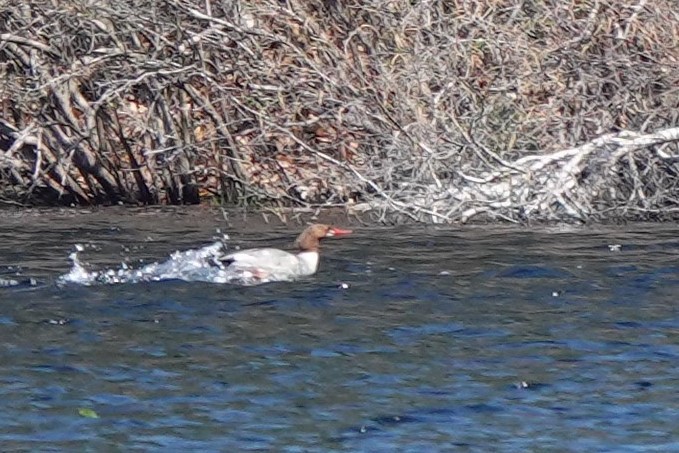 Common Merganser (North American) - ML329743821