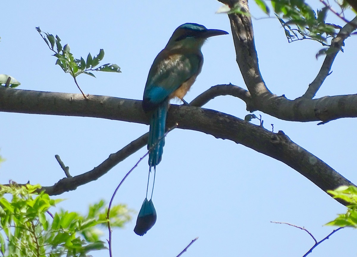 Motmot à sourcils bleus - ML32974421