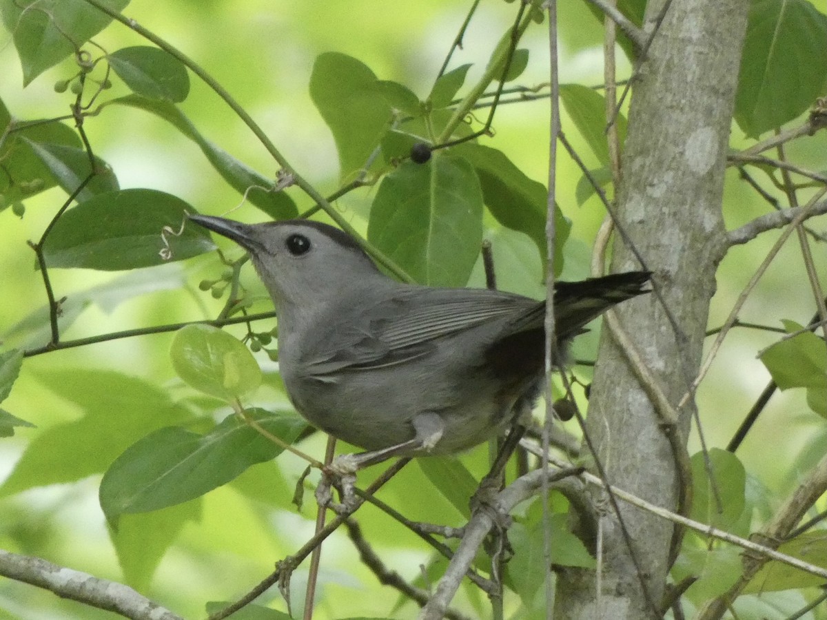 Gray Catbird - ML329744401