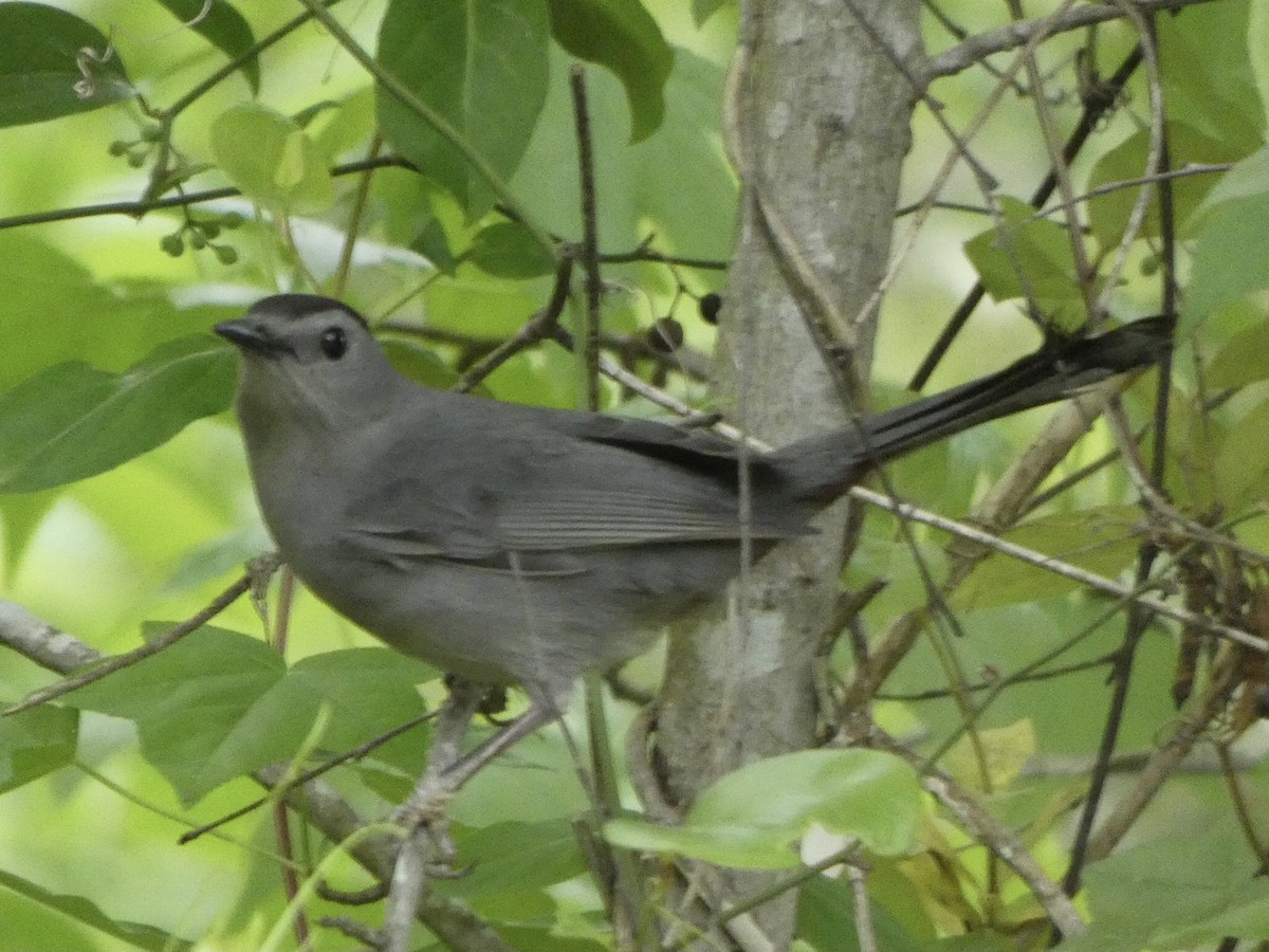 Gray Catbird - ML329744511