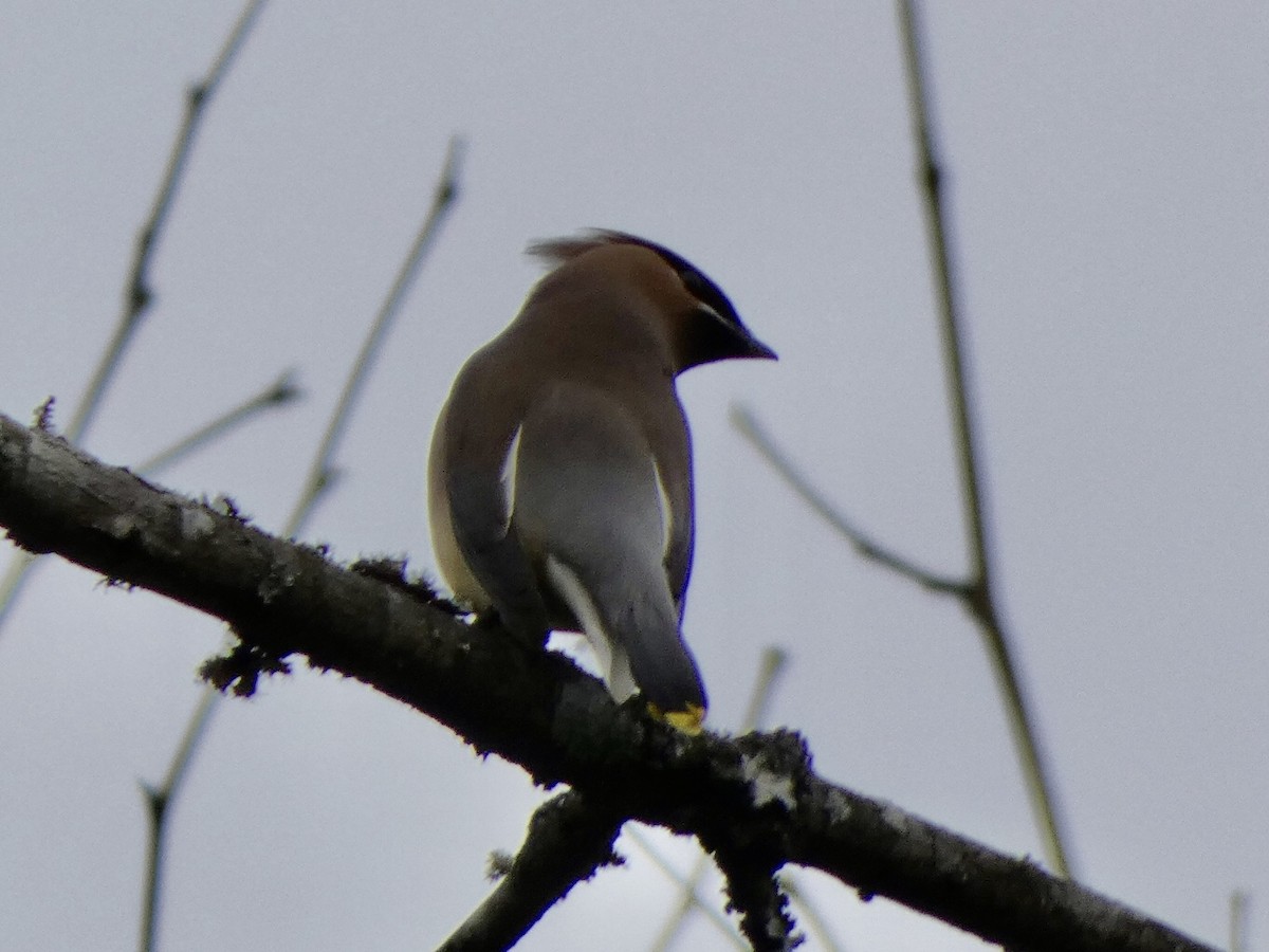 Cedar Waxwing - ML329744721