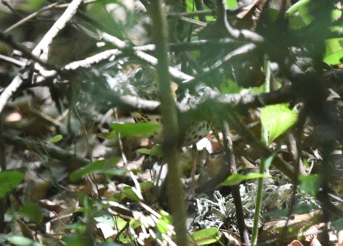 Wood Thrush - ML329747981