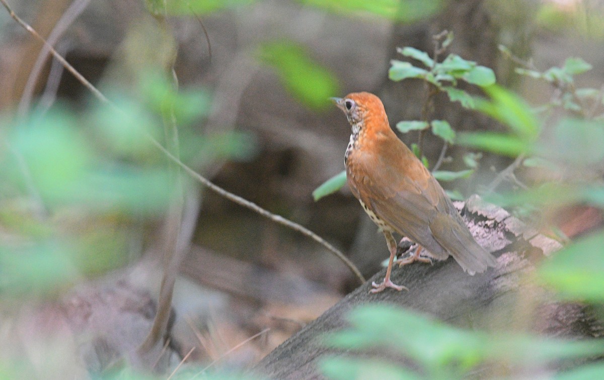 Wood Thrush - ML329748101