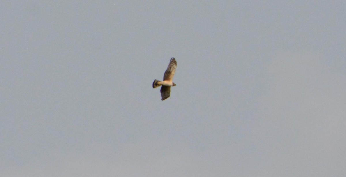 Northern Harrier - ML329748221