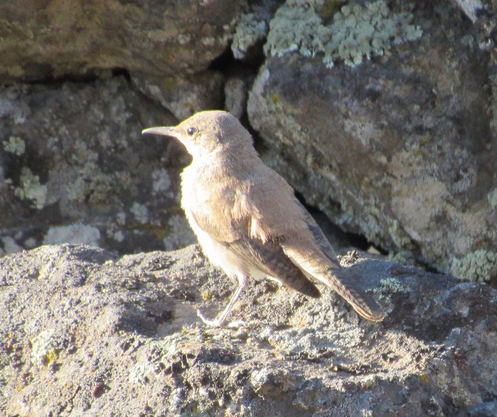 steinursmett - ML32974891