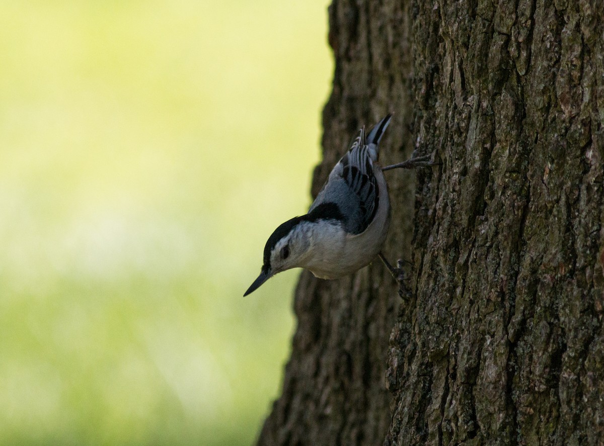 White-breasted Nuthatch - ML329749331