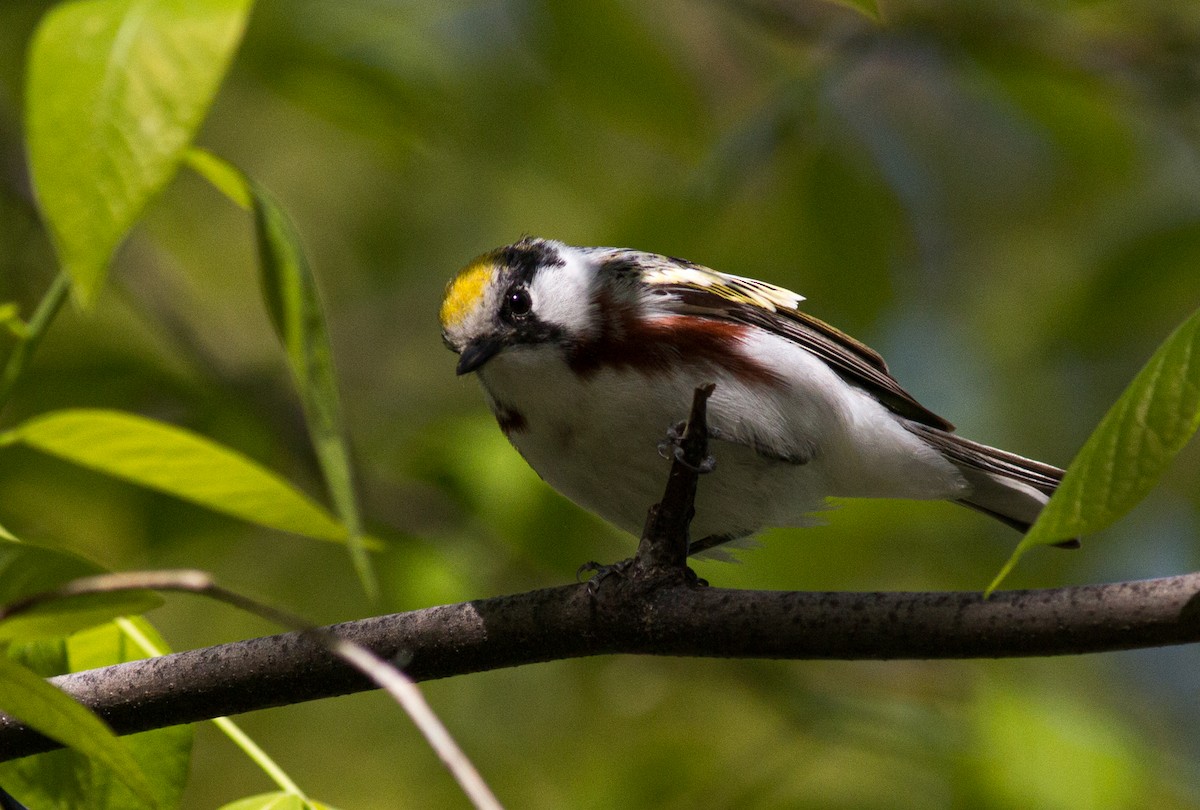 Chestnut-sided Warbler - ML329749481