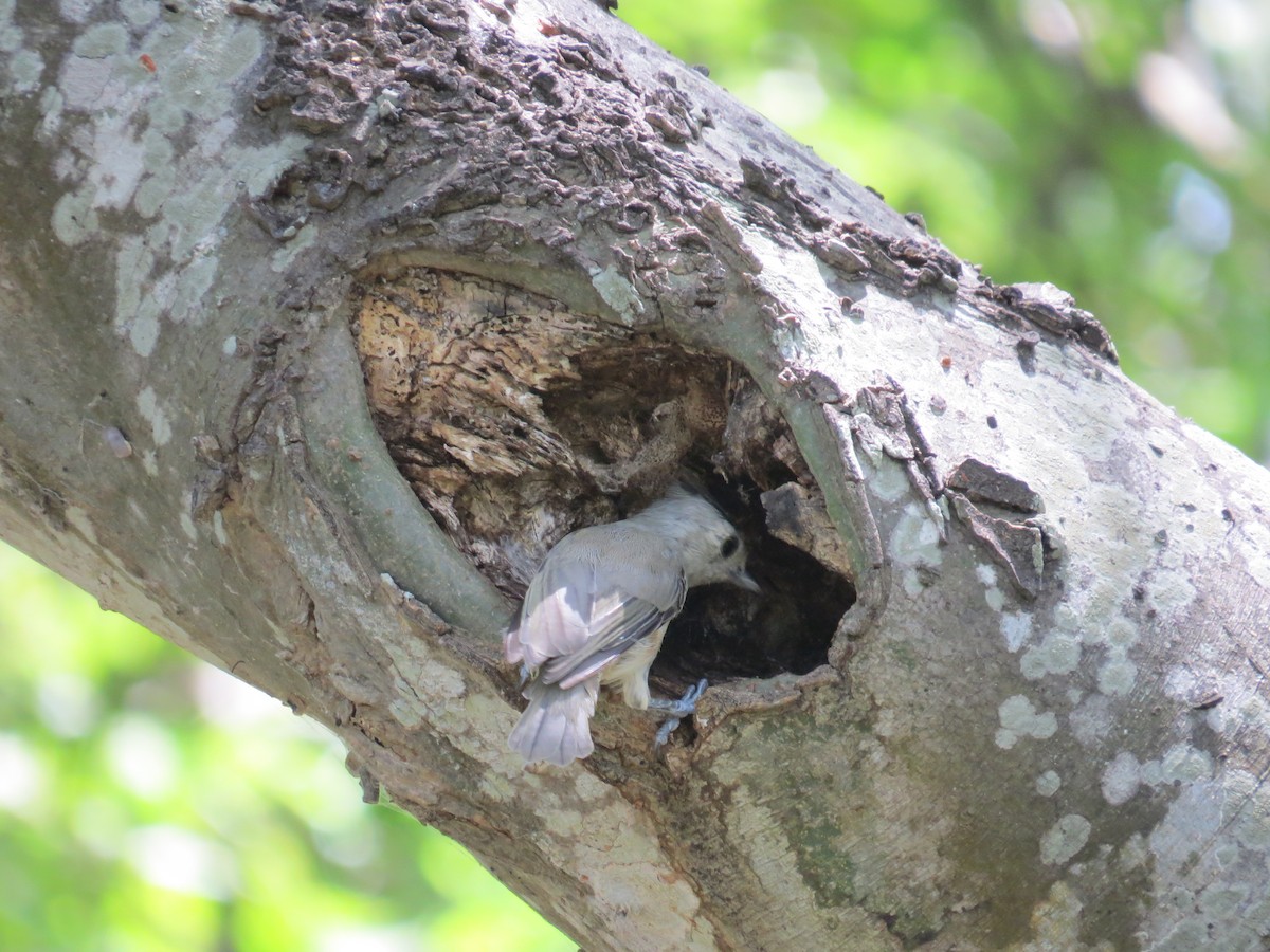 Black-crested Titmouse - John Yochum
