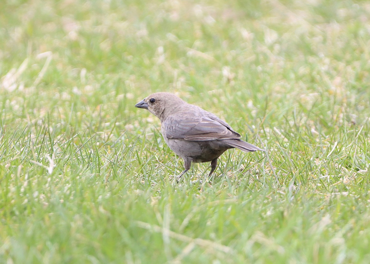 Brown-headed Cowbird - ML329750591