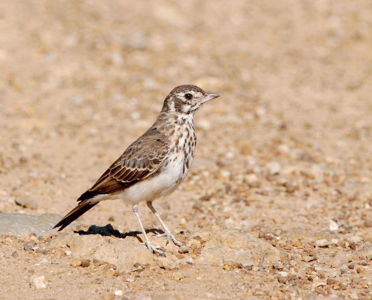 Dusky Lark - ML329754281