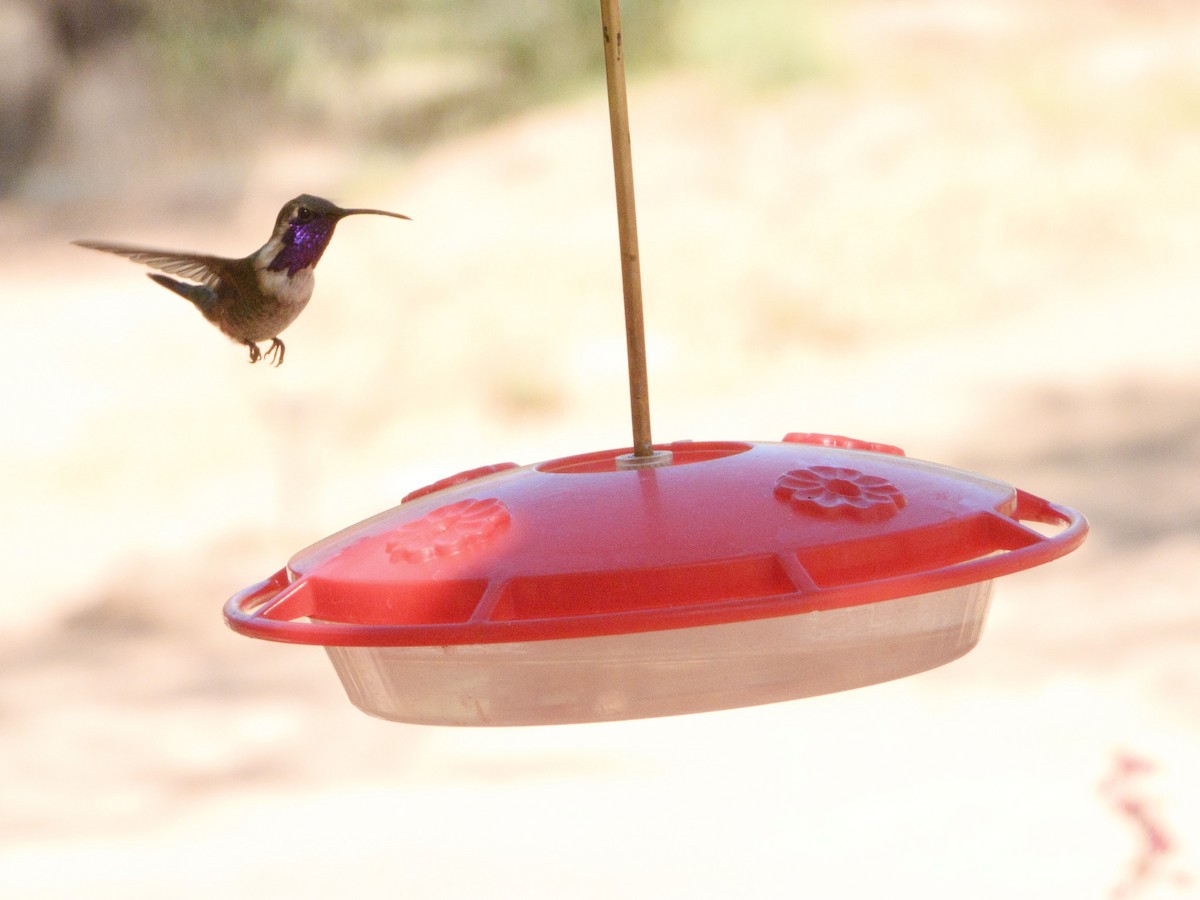 Lucifer Hummingbird - ML329754891