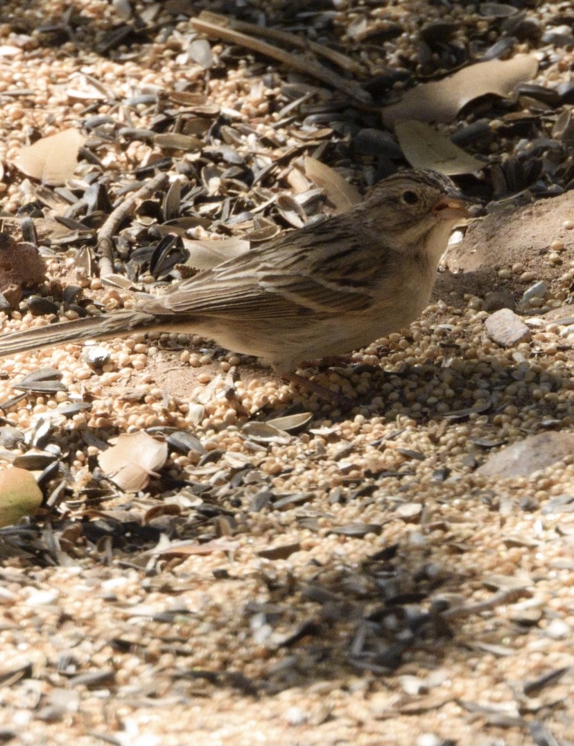 Brewer's Sparrow - nicole land