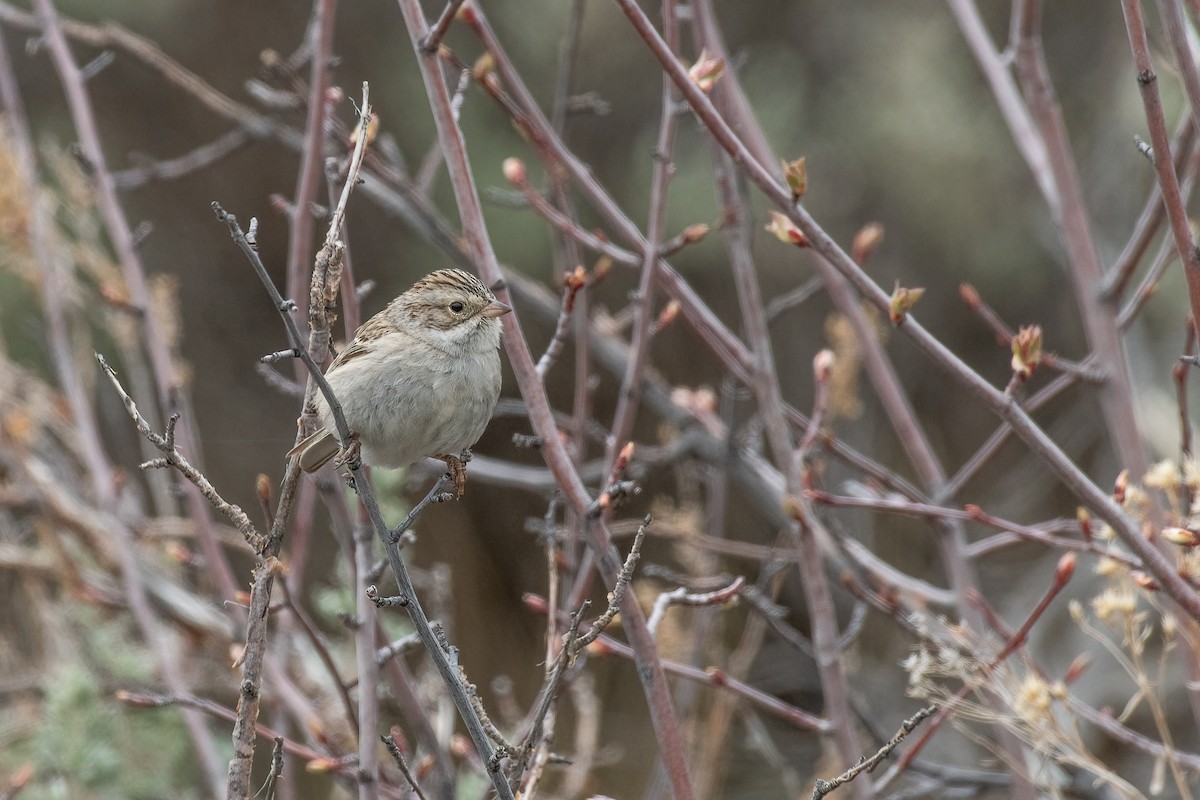 Brewer's Sparrow - ML329757681