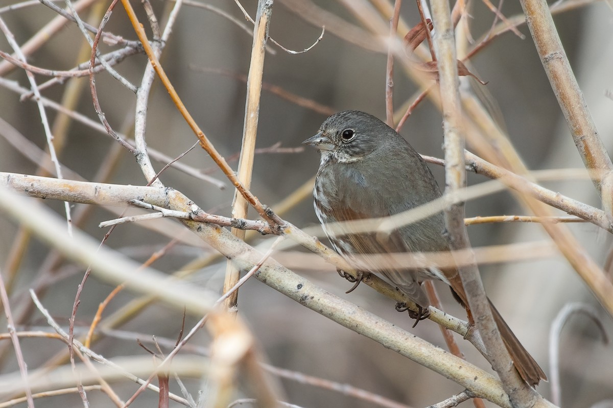 Fox Sparrow (Slate-colored) - ML329757881