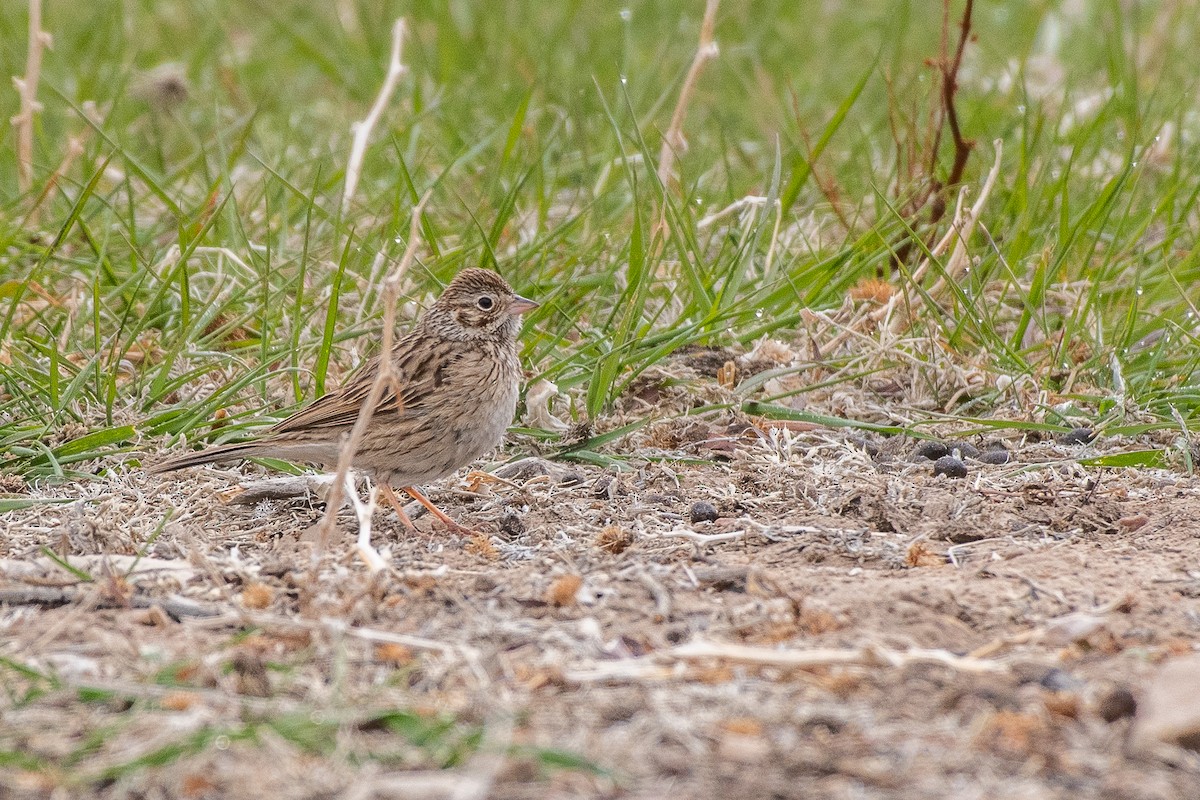 Vesper Sparrow - ML329758071