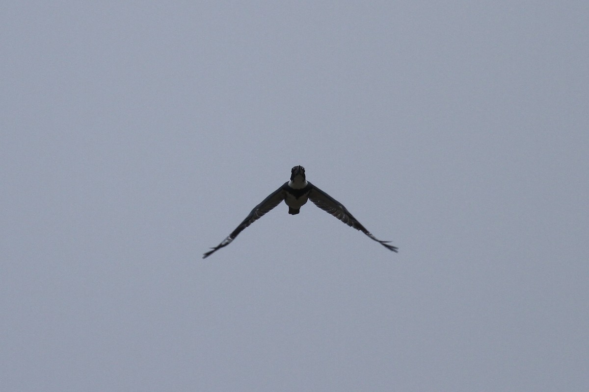 Belted Kingfisher - Ryan Terrill