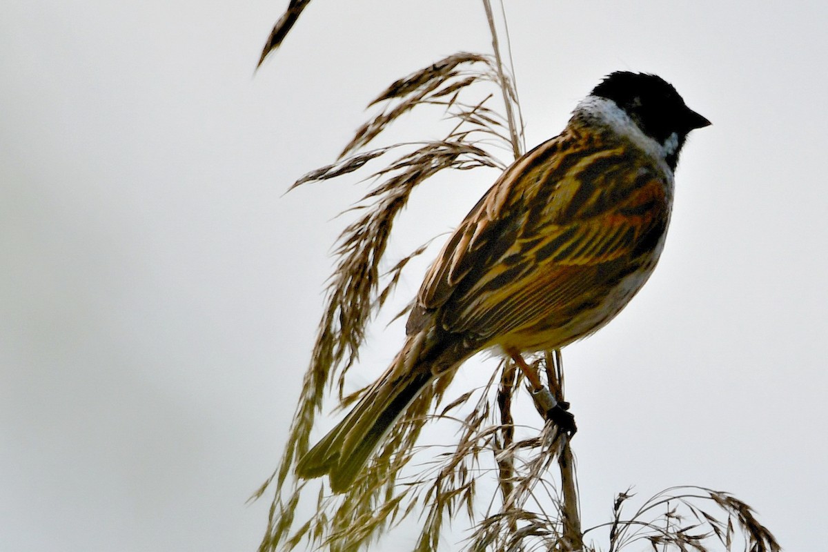 Reed Bunting - ML329758801