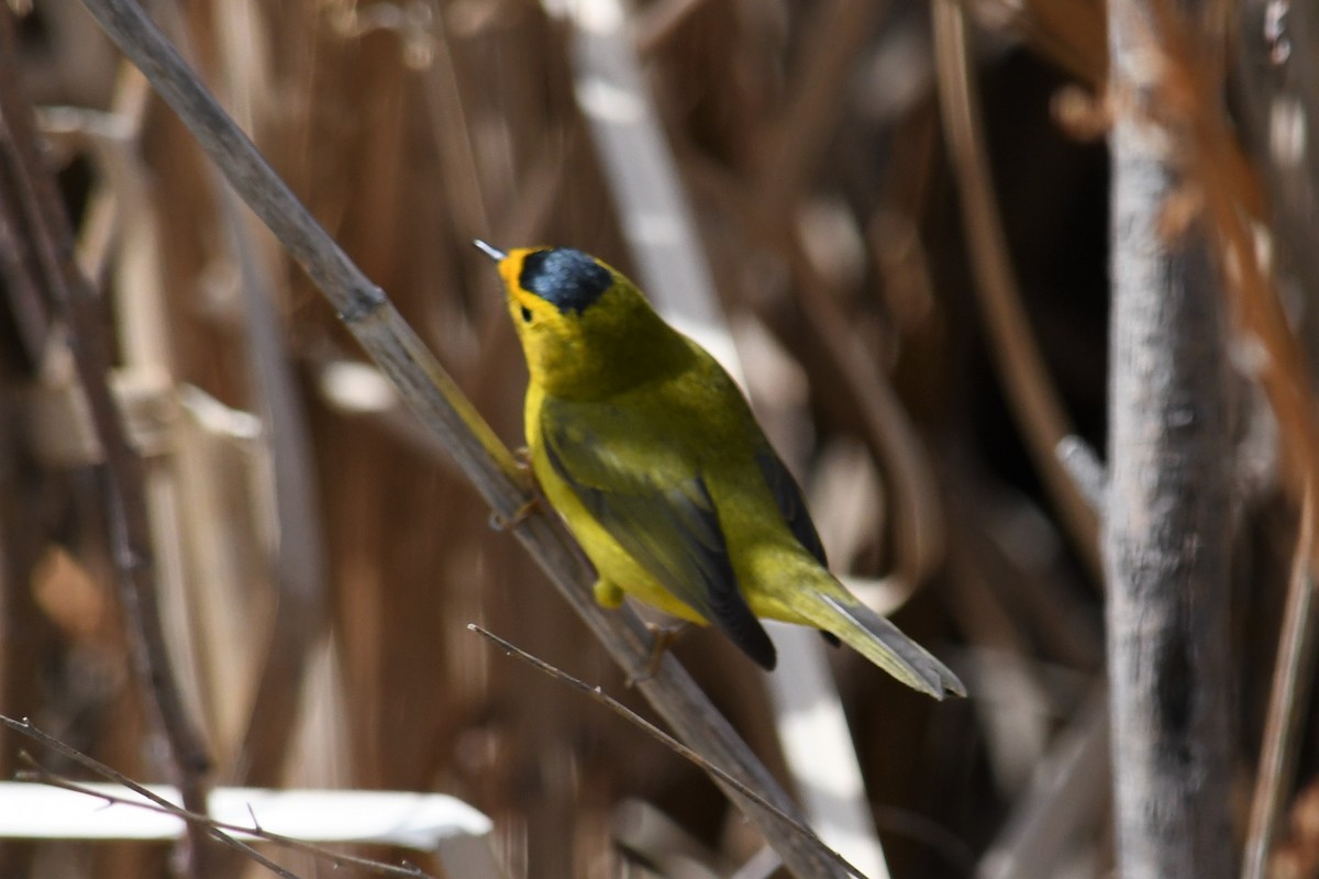 Wilson's Warbler - ML329760901