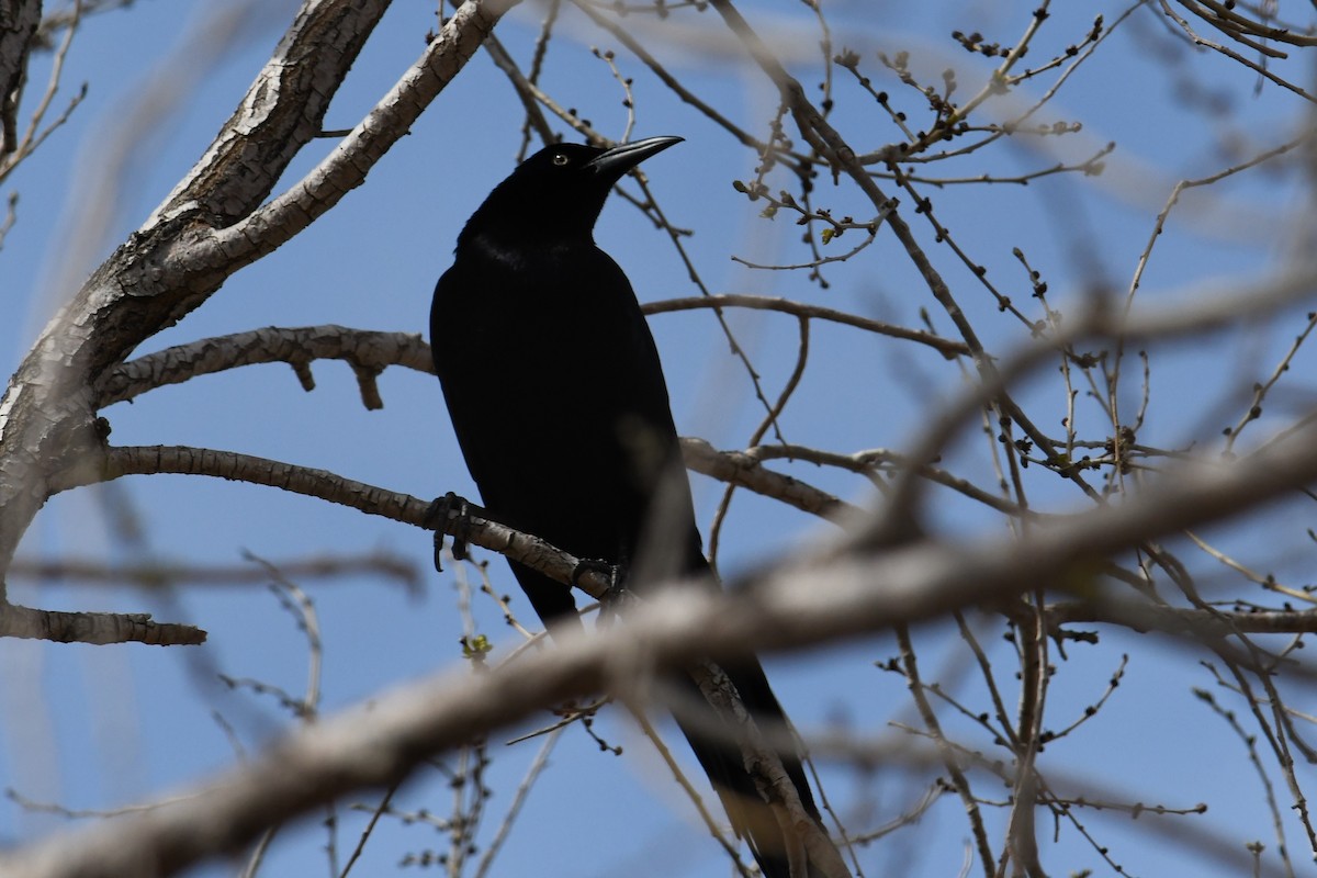 Great-tailed Grackle - ML329761051