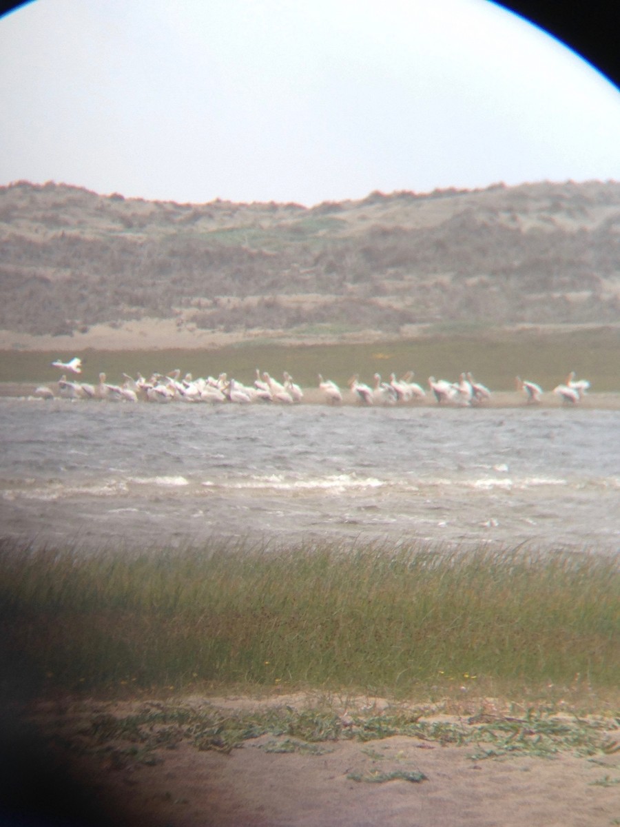 American White Pelican - ML32976111