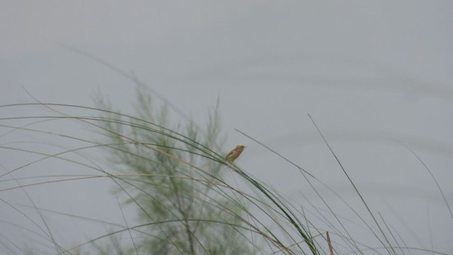 Golden-headed Cisticola - ML329761381