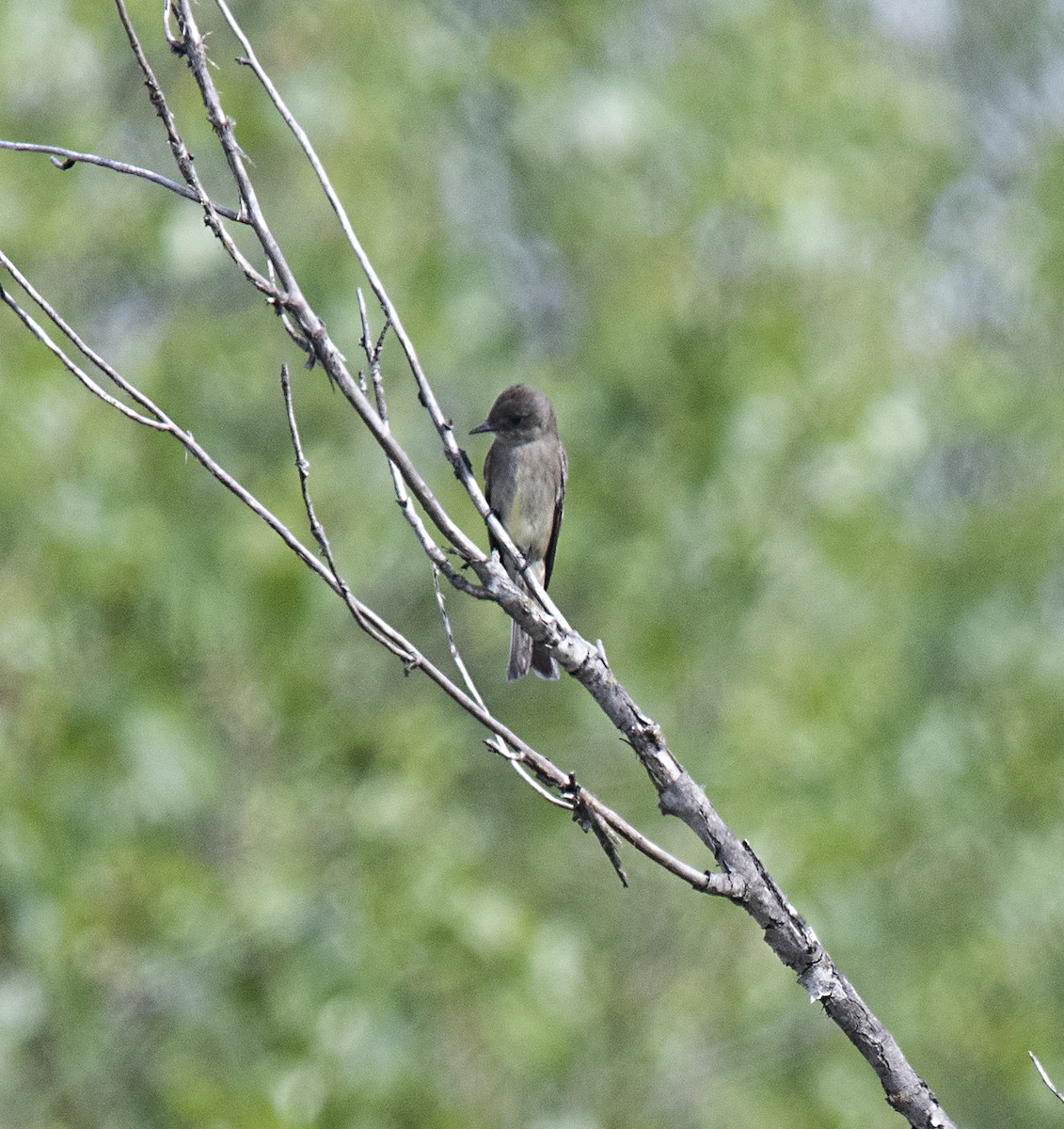 Western Wood-Pewee - Terry Hurst